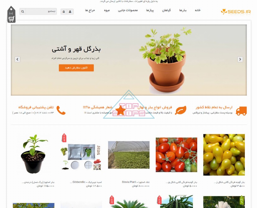 سیدز